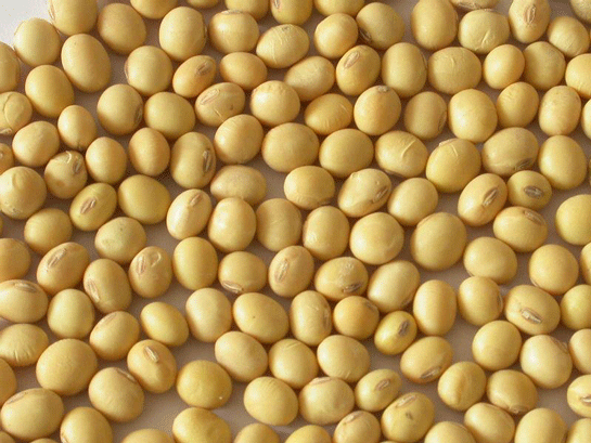 Kuru Soya Fasulyesi Kuru Soya Fasulyesi